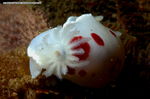 Nudi Gills