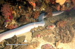 White Eel - Jeffreys Bay Scuba diving - Photo Paul van Jaarsveld